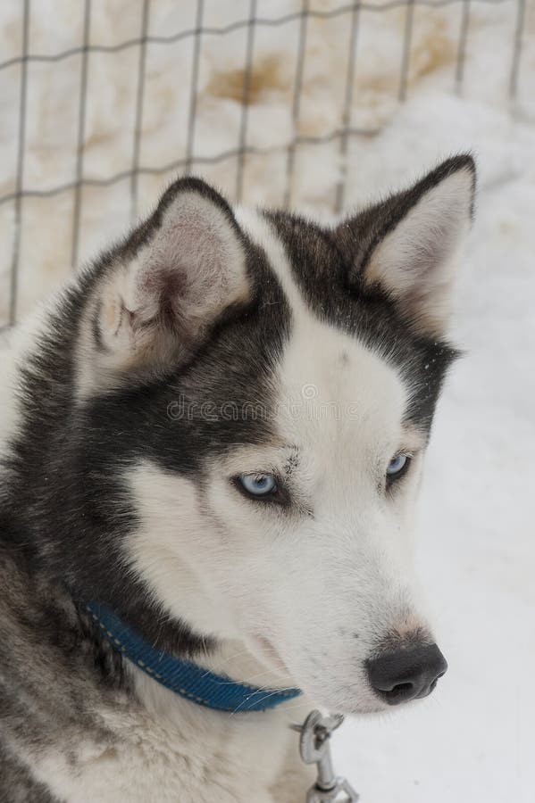 Beautiful Husky Dogs Used for Sledding Stock Photo Image of siberian