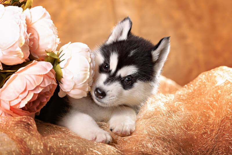 Beautiful husky puppy with flowers