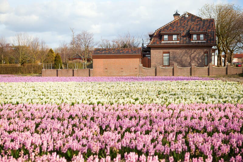 Hyacinth Field in Morning Light, Violet Atmosphere Stock Photo Image