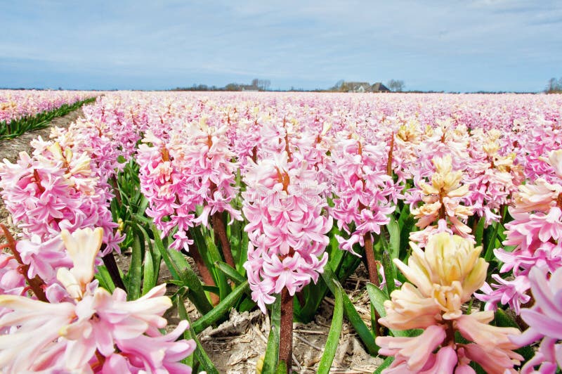 Beautiful hyacinth field