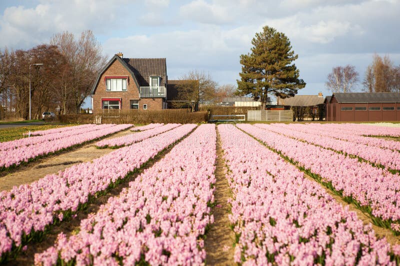 Beautiful hyacinth field and house