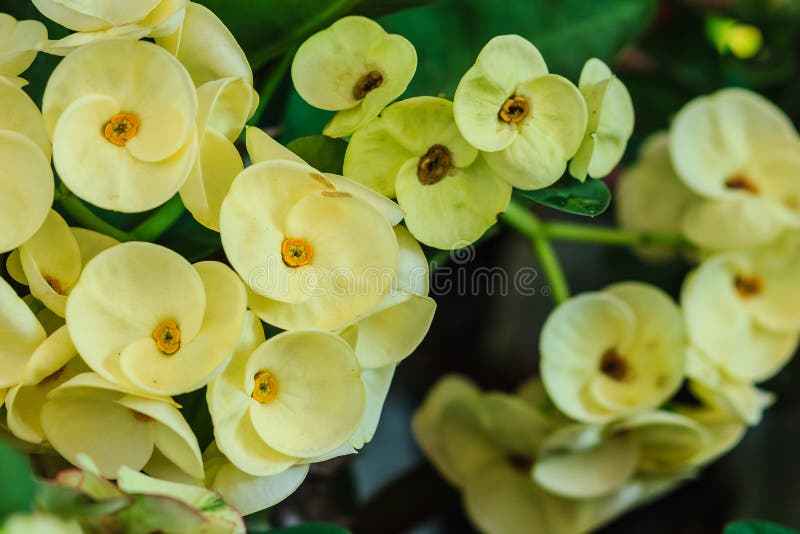 Beautiful hybrid Euphorbia milii (crown of thorns, Christ plant, Christ thorn) yellow flower for sale at the tree market. Yellow