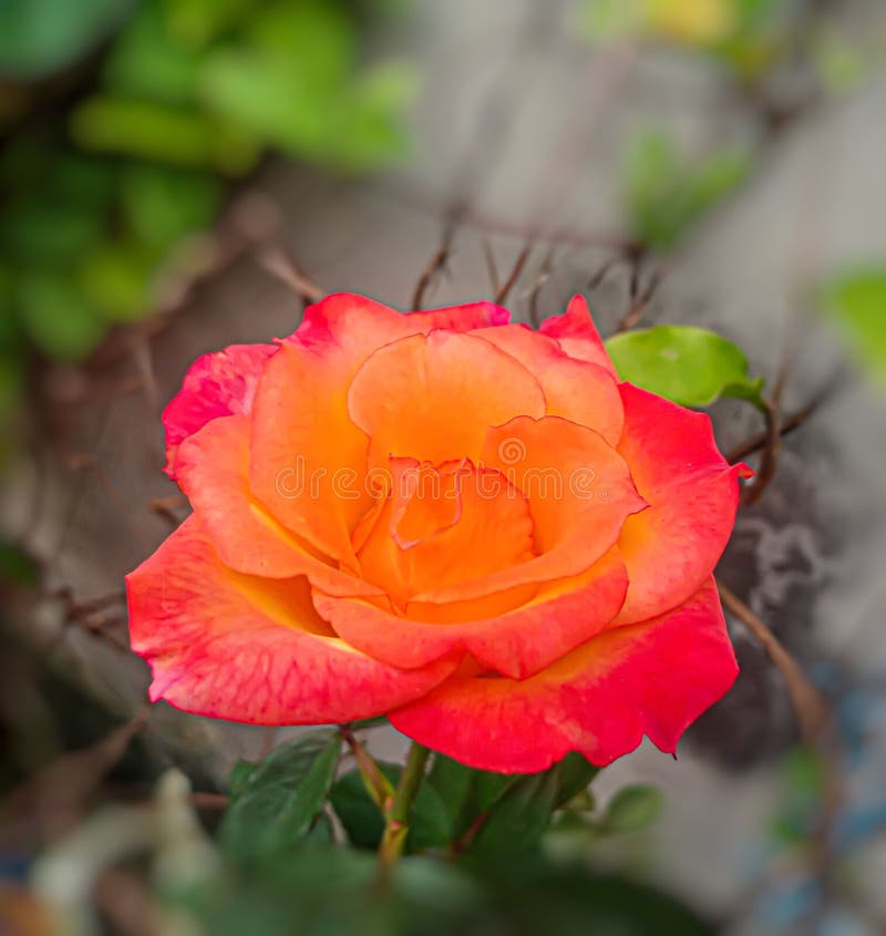 Hybrid rose tea yellow stock photo. Image of leaf, card - 264815332