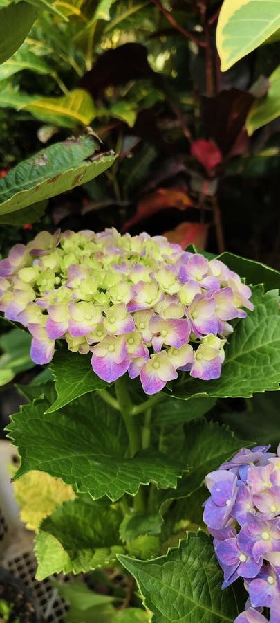 The beautiful hydrangea flower has a different meaning for each color image stock