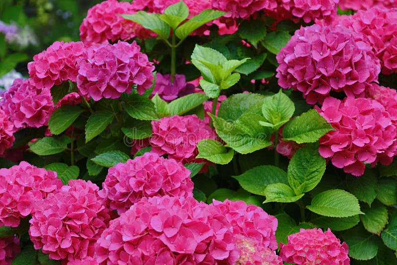 Peppermint Swirl Hydrangea