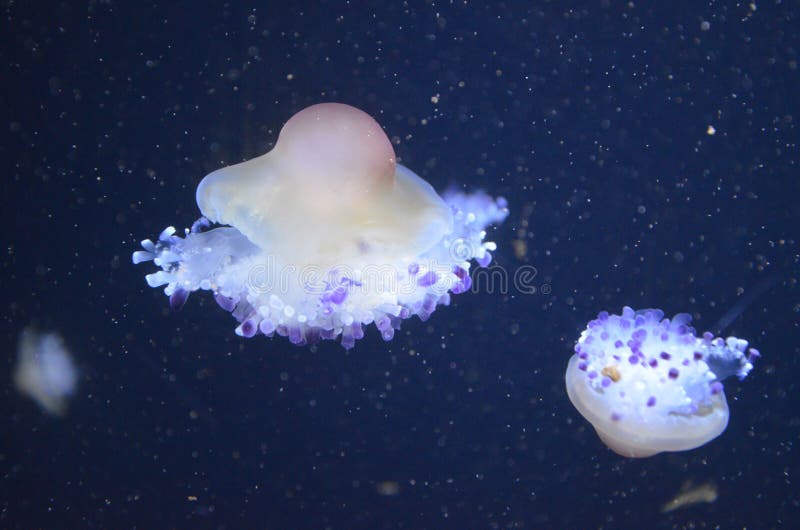 Beautiful Illuminated Jellyfish at Aquarium in Berlin Stock Photo