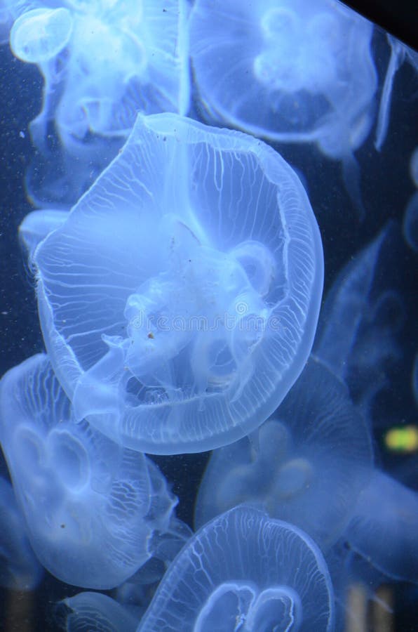 Beautiful Illuminated Jellyfish at Aquarium in Berlin Stock Image