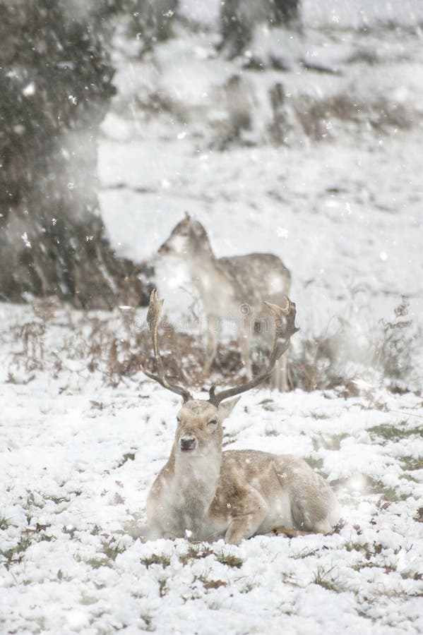 Beautiful Image of Fallow Deer in Snow Winter Landscape in Heavy Snow