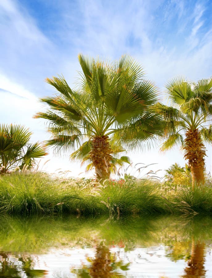 Beautiful image of green palms on a sky background stock photo