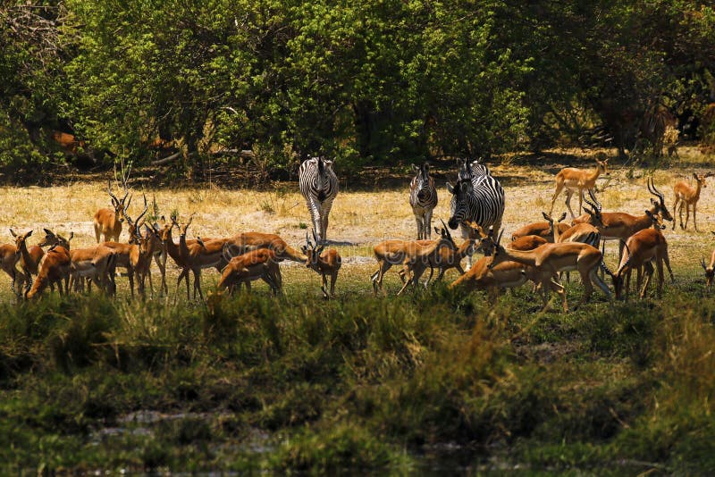 Beautiful Impalas and Burchell`s Zebra on the African Plains royalty free stock images Beautiful Impalas and Burchell`s Zebra on the African Plains royalty free stock images