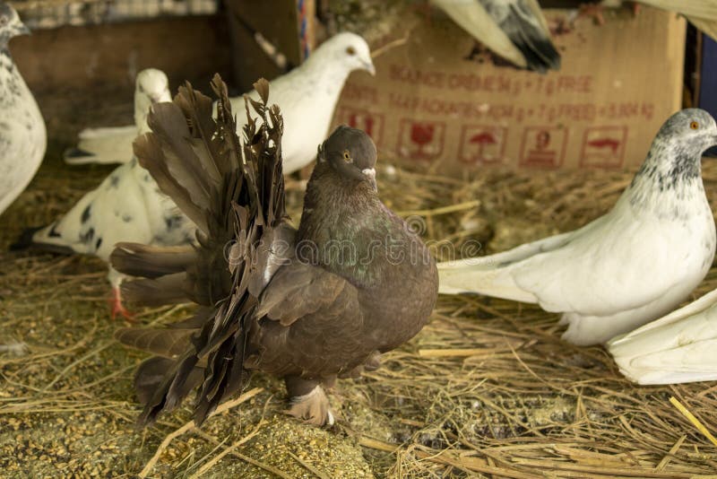 Beautiful indian breed manjhuri fantail brown pigeon in cage with other white blurred pigeons. This is a special breed of pigeon called manjhuri in india royalty free stock photography Beautiful indian breed manjhuri fantail brown pigeon in cage with other white blurred pigeons. This is a special breed of pigeon called manjhuri in india royalty free stock photography
