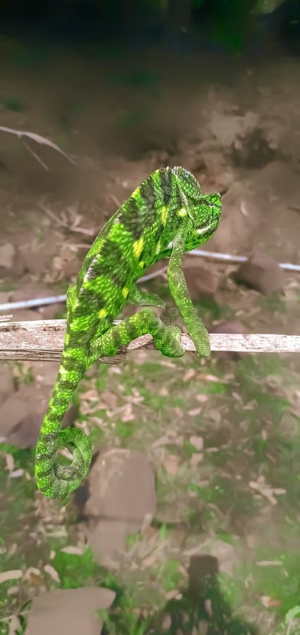 Beautiful Indian Chameleon in Natural Habitat Stock Photo - Image of  turtle, wildlife: 220671824