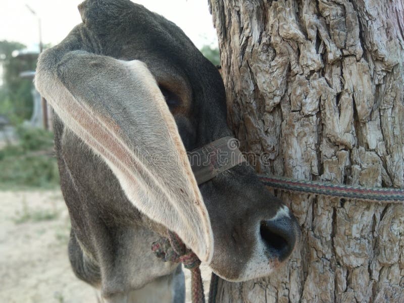Beautiful Indian cow calf. stock photo. Image of indian 234657644