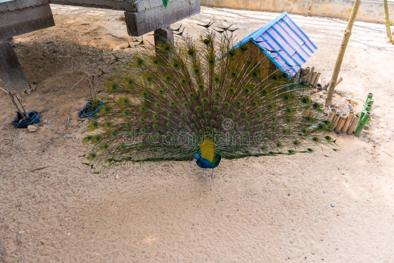 Beautiful indian peacock with fully fanned tail