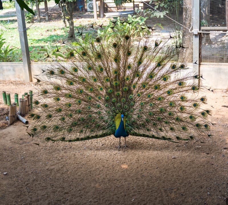 Beautiful indian peacock with fully fanned tail