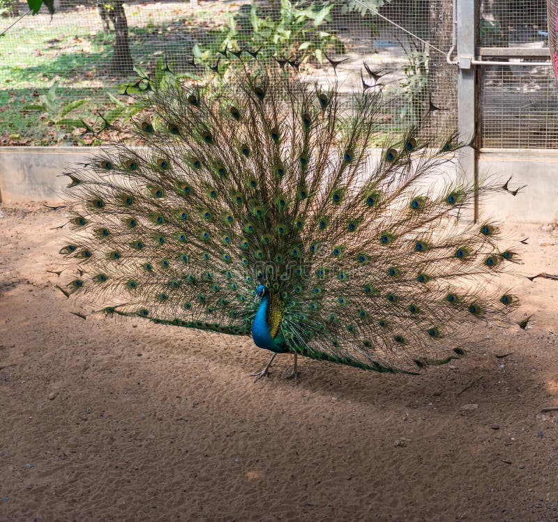 Beautiful indian peacock with fully fanned tail