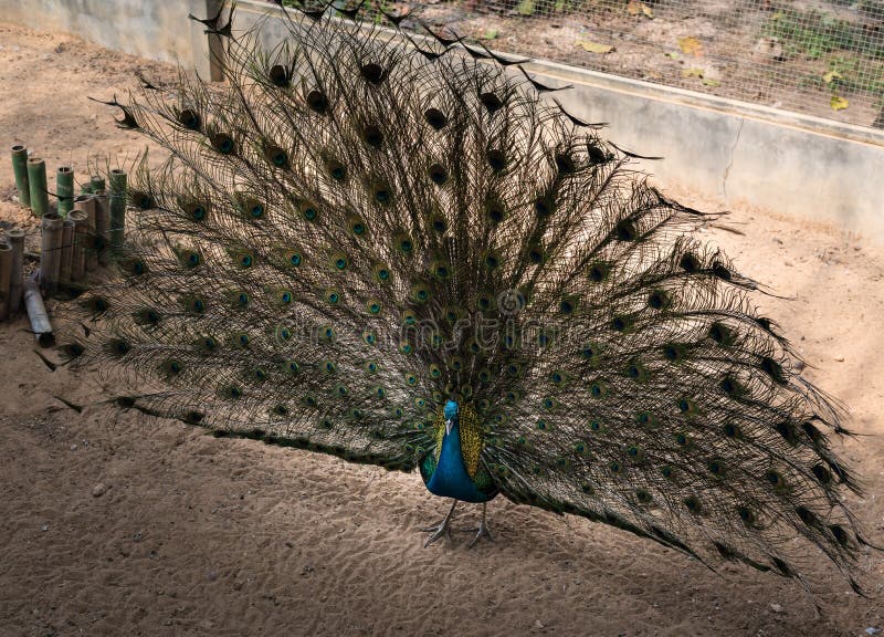 Beautiful indian peacock with fully fanned tail