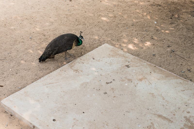 Beautiful indian peacock with fully fanned tail