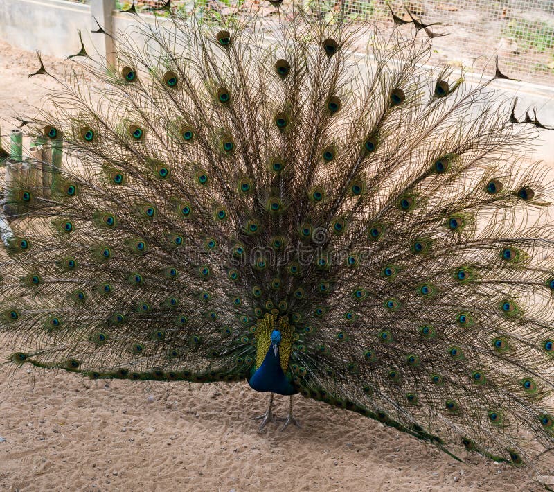 Beautiful indian peacock with fully fanned tail