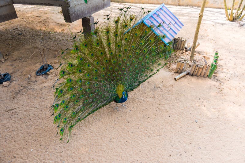Beautiful indian peacock with fully fanned tail