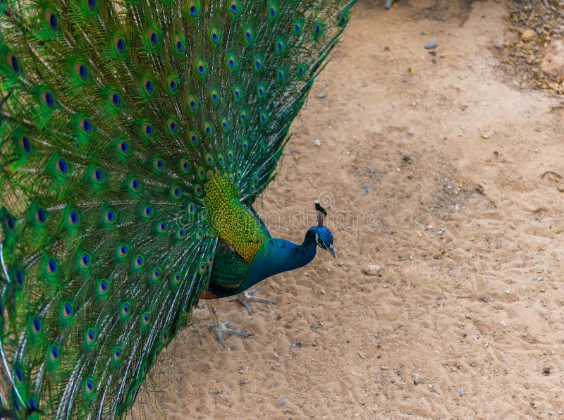 Beautiful indian peacock with fully fanned tail