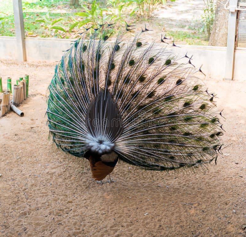 Beautiful indian peacock with fully fanned tail