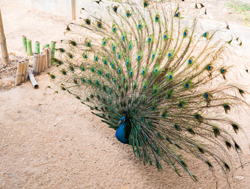 Beautiful indian peacock with fully fanned tail