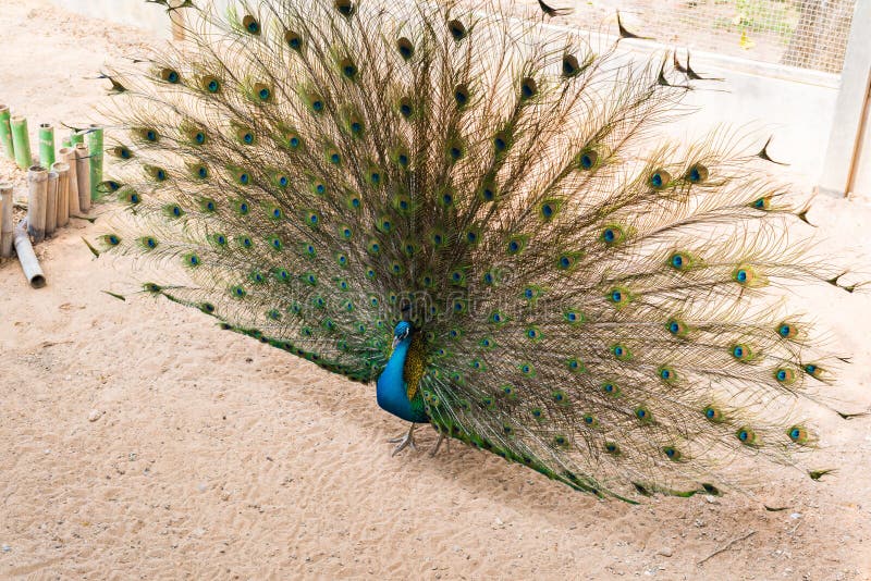 Beautiful indian peacock with fully fanned tail