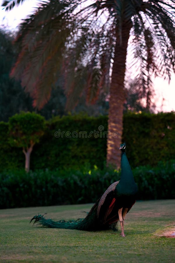 Beautiful Indian peacock with fully tail Male Bird &#x28;Pavo cristatus&#x29; standing in garden with long and closed tail. Colorful Peacock walking. Beautiful Indian peacock with fully tail Male Bird &#x28;Pavo cristatus&#x29; standing in garden with long and closed tail. Colorful Peacock walking