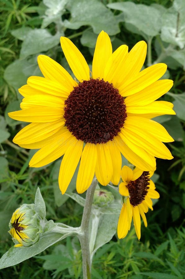 Beautiful Indian Sunflower stock image. Image of herb 218115231