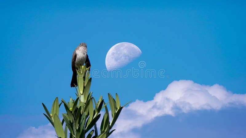 Beautiful Indonesian Wild Bird With Blue Sky and Day Moon