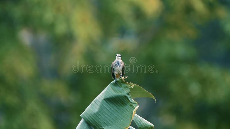 Beautiful Indonesian Wild Sooty-headed Bulbul Bird Carrying Food