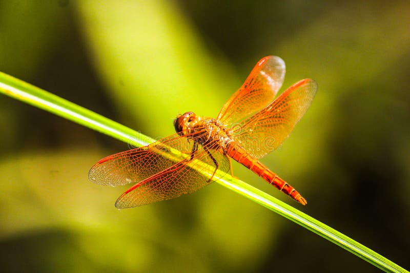 Beautiful Insects Found In Rural Areas Of India Odisha Stock Photo ...