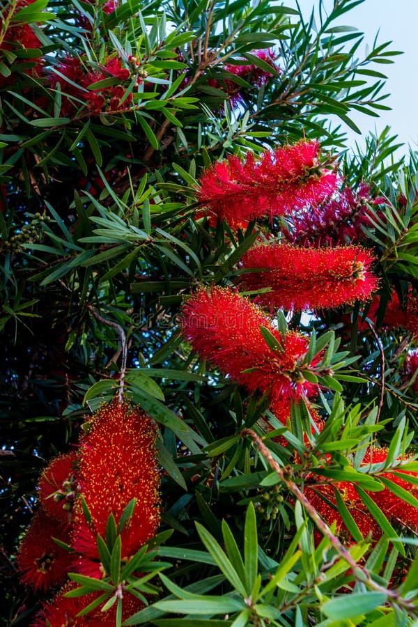 https://thumbs.dreamstime.com/b/beautiful-interesting-bright-red-bottlebrush-callistemon-tree-flowers-texas-30145887.jpg
