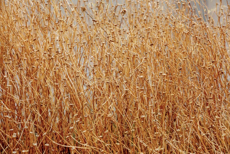Beautiful Interweaving of Stems of Dried Plants Stock Image Image of