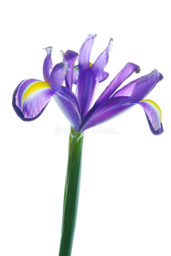 Beautiful Iris flower stock image