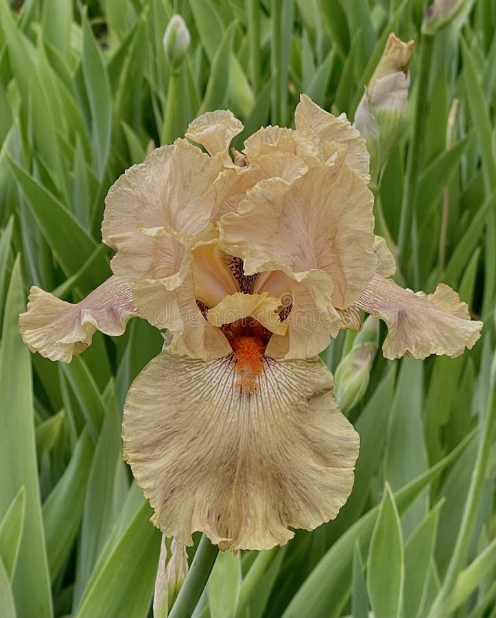 Beautiful iris flower royalty free stock photo