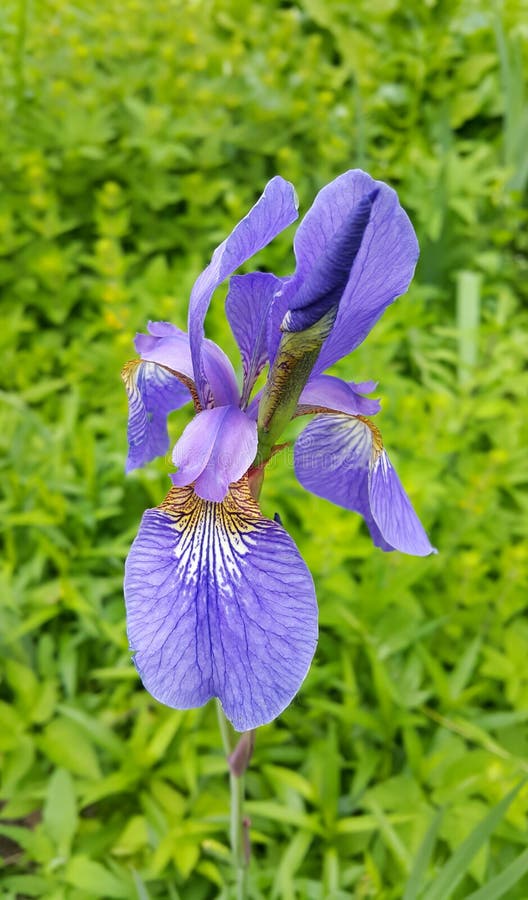 Beautiful iris flower stock photo