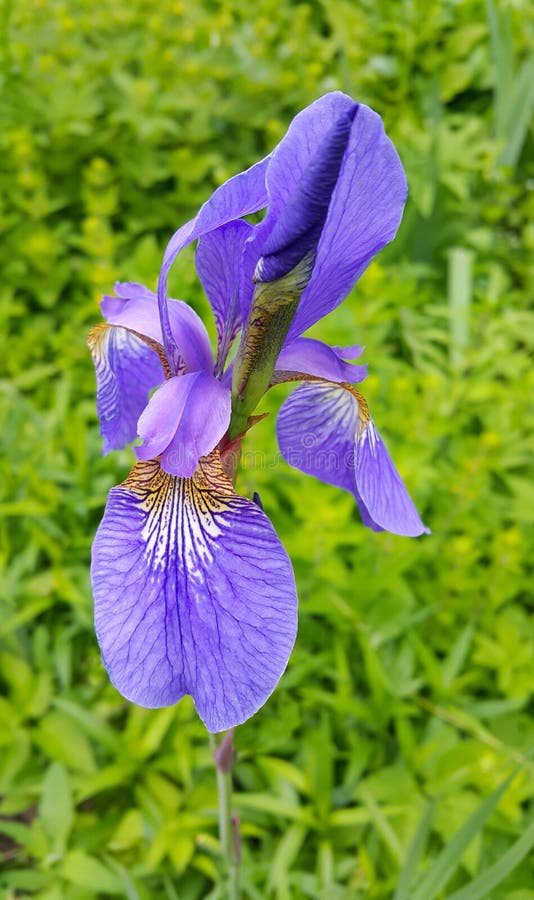 Beautiful iris flower stock photography