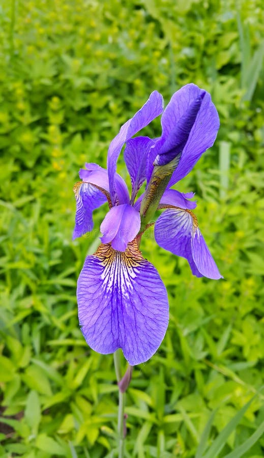 Beautiful iris flower royalty free stock photos