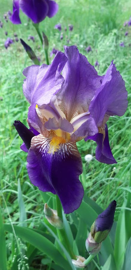 Beautiful iris flower royalty free stock images
