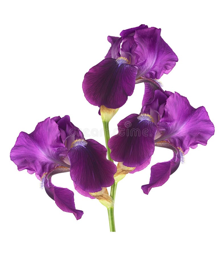 Beautiful iris flower on white background for designers royalty free stock images