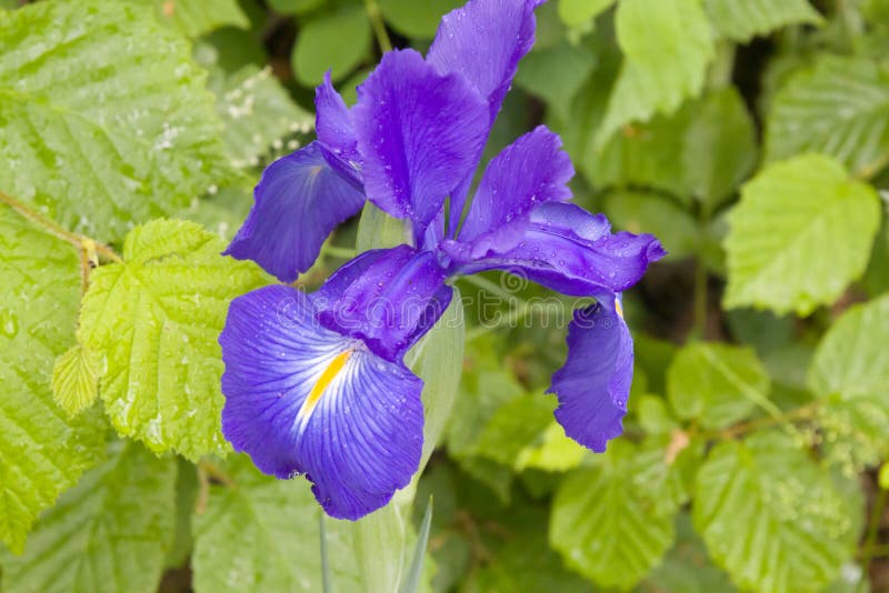 Beautiful iris flower wild in the mountains stock image
