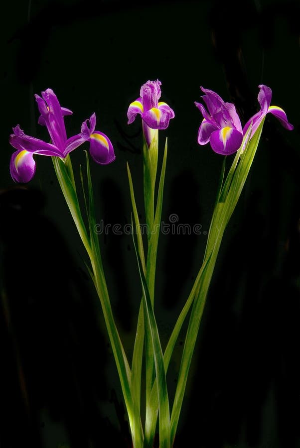 Beautiful Iris flowers stock photo