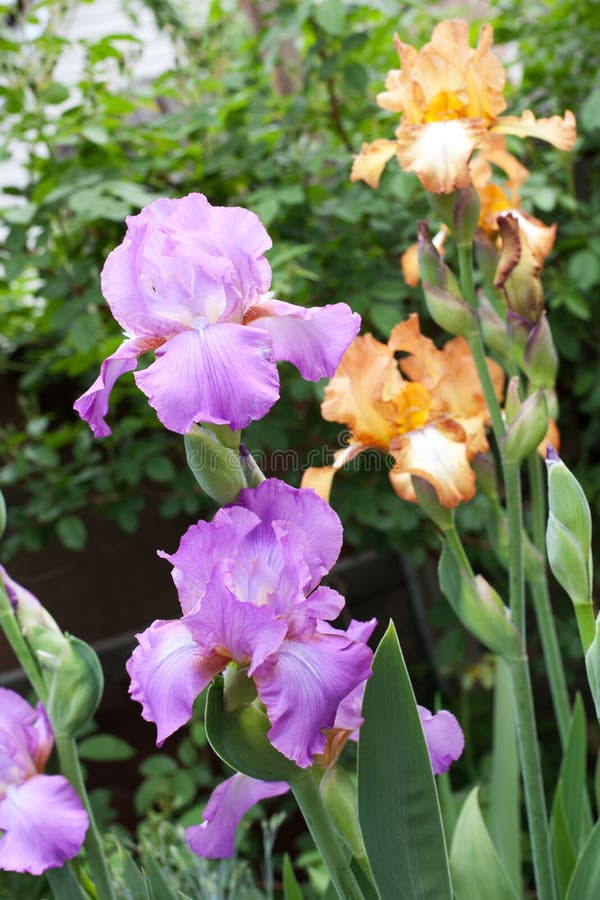Beautiful iris flowers royalty free stock photo