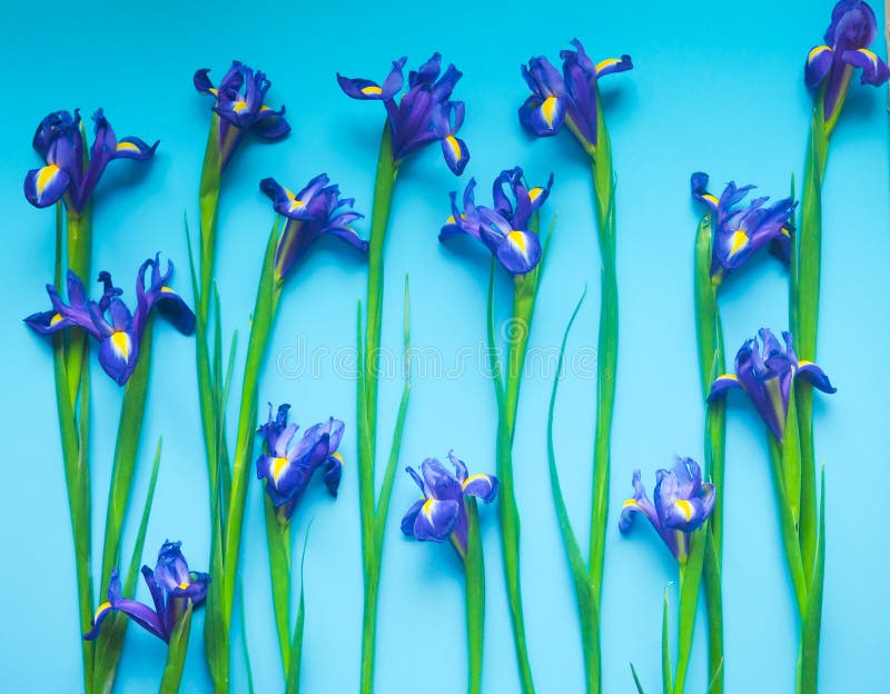Beautiful iris flowers on a blue background, celebration, greeting card, space for text.  royalty free stock photo