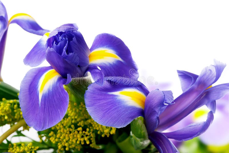 Beautiful iris flowers in bouquet close-up on white background royalty free stock photos
