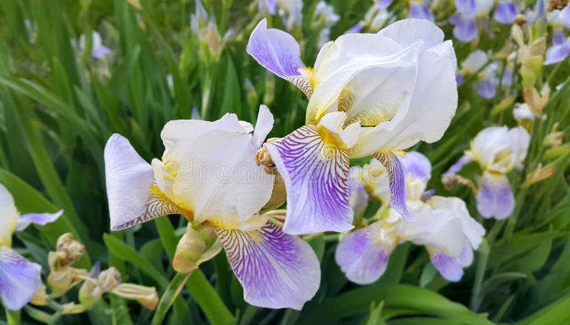 Beautiful iris flowers royalty free stock photography