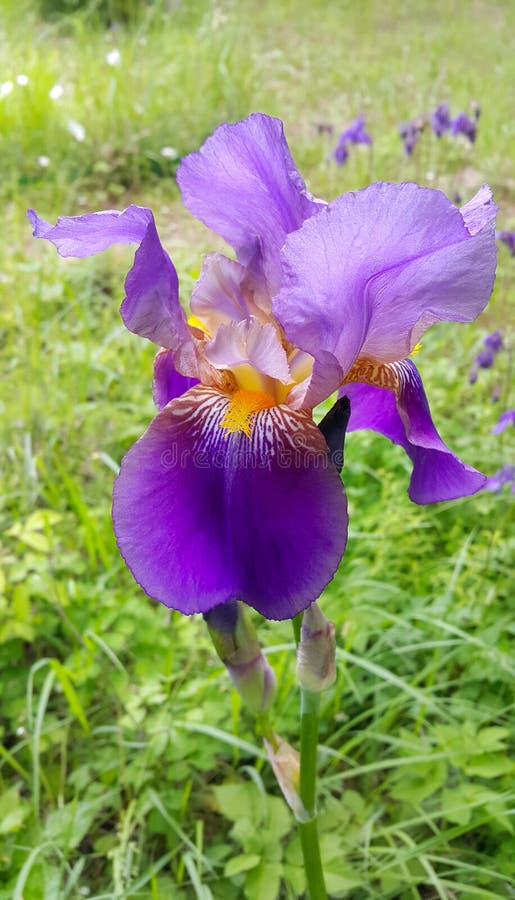 Beautiful iris flowers royalty free stock images