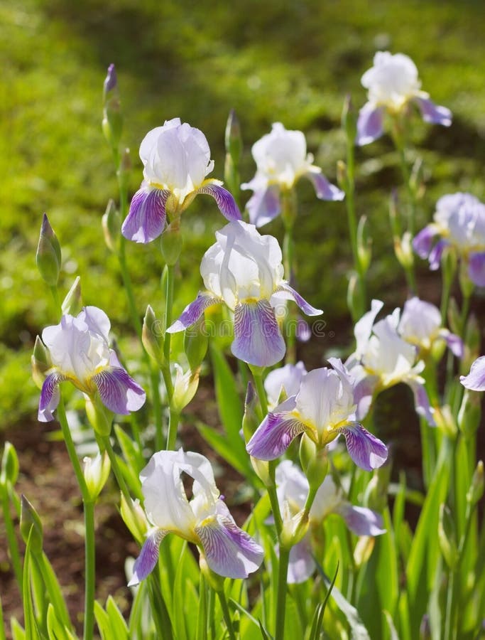 Beautiful iris flowers in the sunset stock photo
